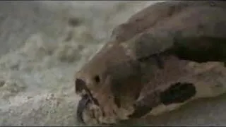 Brunette white woman with black lover - Softcore Interracial