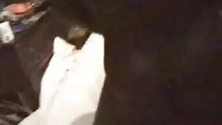 Blindfolded white wife with black lover - Interracial Homemade (part 2of2)