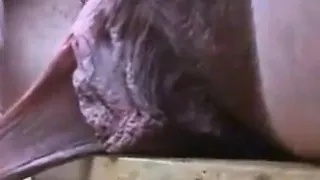 Beautiful latin girl plays with her hairy pussy close up