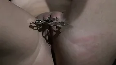 She's tied up, sucks his rod, and has clips put on her pussy lips