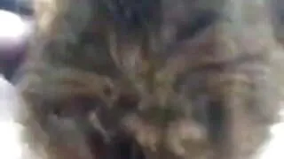 my girl loves suckin cock