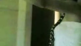 ARAB PROSTETUDE DRINK