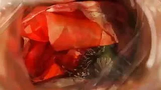 Queensnake.com - Poppy 1