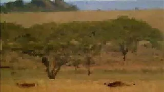 South African Supporter