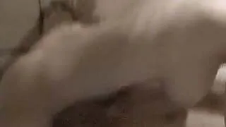 amateur busty blonde get fucked