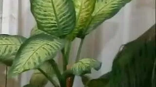 Hairy German Grennie R20