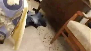 Swell shemale sucks before anal stuffing