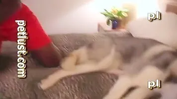 Animal sex porn movies with a BBC