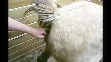 Awesome horse bestiality teasing with a toy