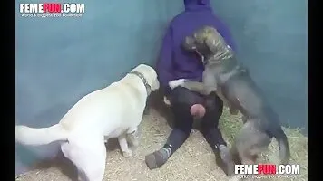 Anal zoo porn movie showing a big ass bitch taking it